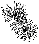 Eastern Larch