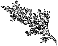 E. Red Cedar