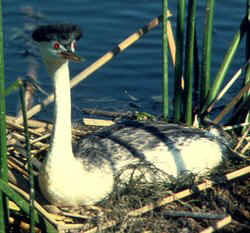 Westerngrebe8lg.JPG