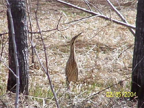 American_Bittern1 (91K)