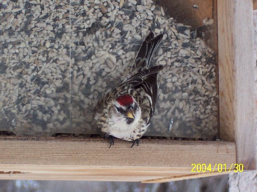 American Redpoll.jpg (68583 bytes)