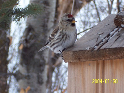 American Redpoll 3.jpg (56063 bytes)