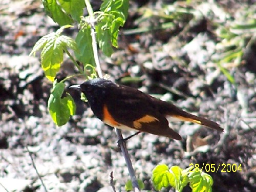 American Redstart-Male.jpg (69869 bytes)