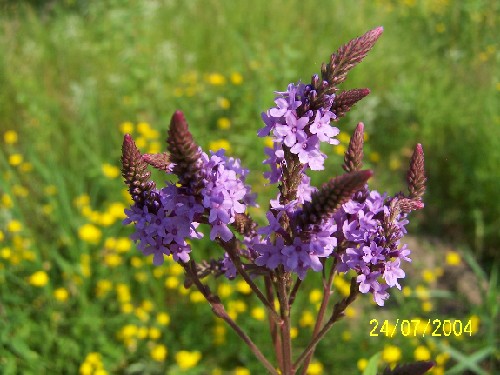 BLUE VERVAIN1.jpg (61352 bytes)