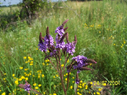 BLUE VERVAIN2.jpg (71373 bytes)