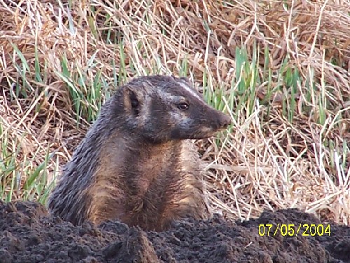 Badger1.jpg (101373 bytes)