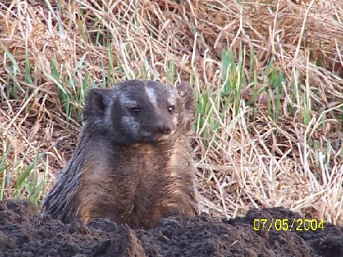 Badger2.jpg (95921 bytes)