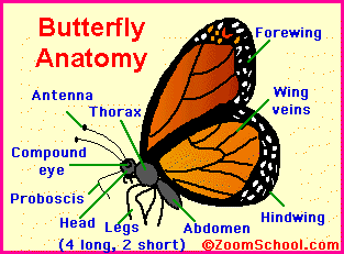 Butterfly anatomy