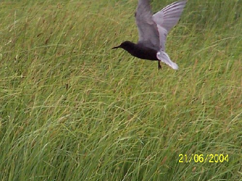 Black Tern1.jpg (75959 bytes)