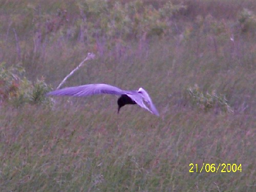 Black Tern2.jpg (44327 bytes)