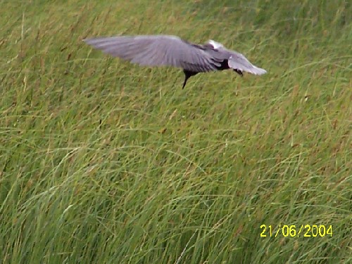 Black Tern3.jpg (72679 bytes)