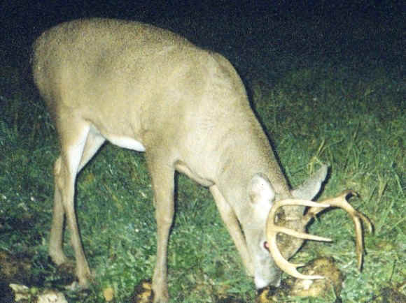 Buck 2, January 1, 2004.jpg (126219 bytes)