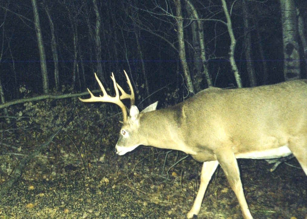 Buck 3.jpg (609233 bytes)