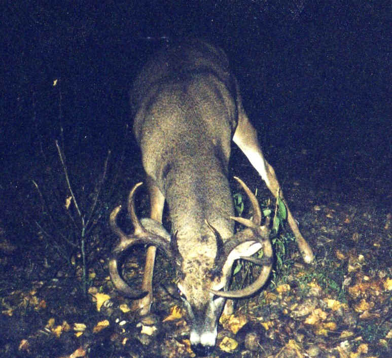 Buck January 1, 2004.jpg (247303 bytes)