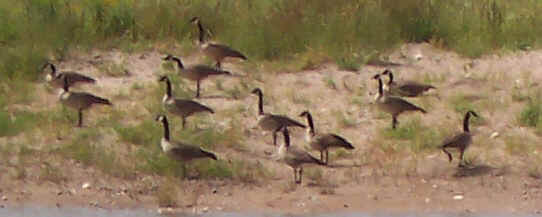 Canadian Honkers.jpg (104060 bytes)