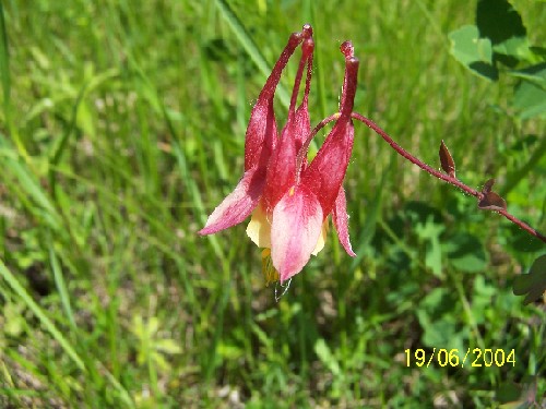 Columbine plants1.jpg (62250 bytes)