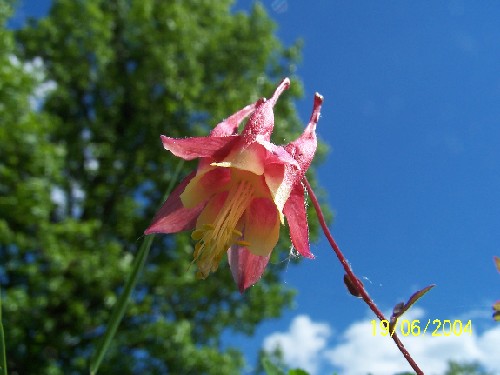 Columbine plants2.jpg (43152 bytes)