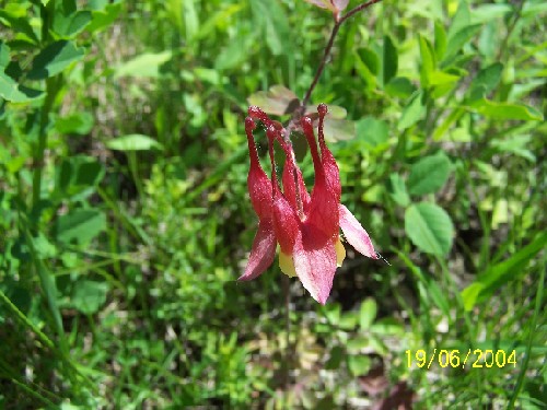 Columbine plants3.jpg (68048 bytes)