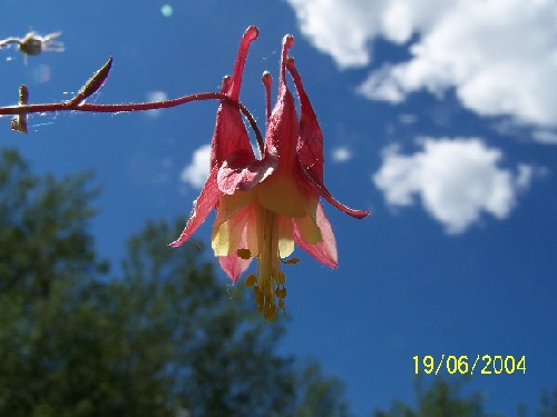 Columbine plants4.jpg (39077 bytes)