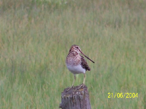 Common Snipe1.jpg (36056 bytes)