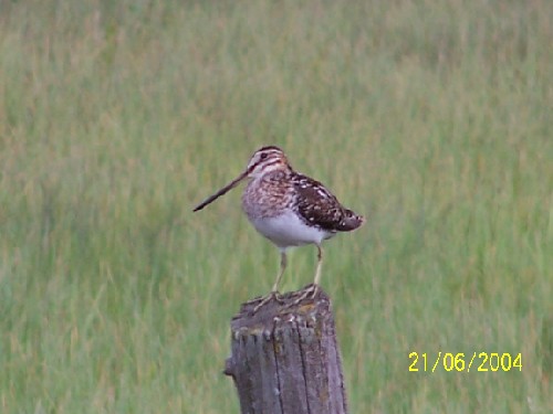 Common Snipe2.jpg (36273 bytes)