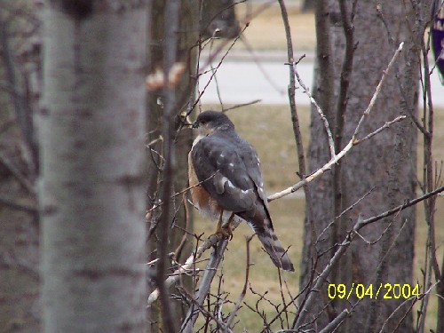 Coopers Hawk.jpg (59658 bytes)