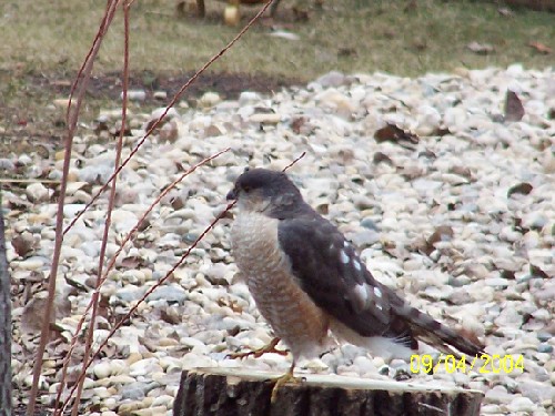 Coopers Hawk2.jpg (78555 bytes)