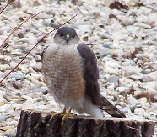 Coopers Hawk3.jpg (74042 bytes)