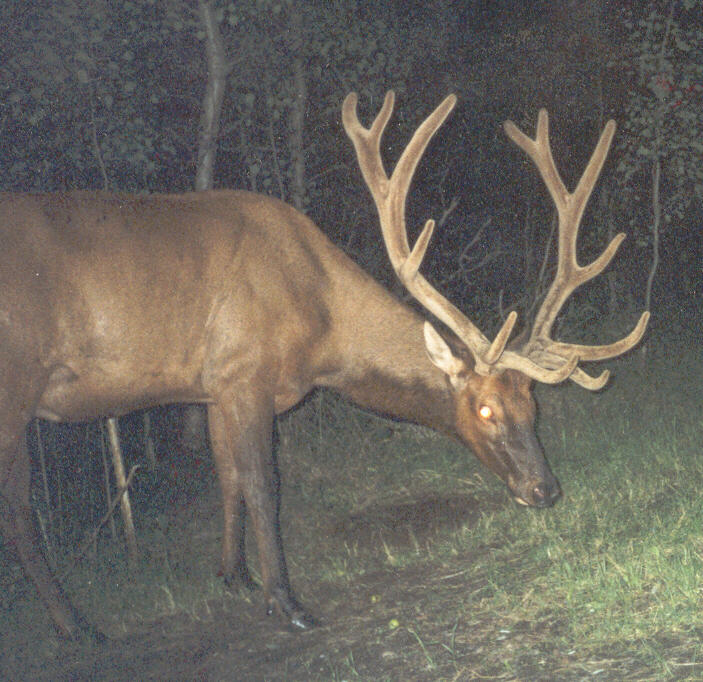 ELK - NIGHT SHOT.jpg (110880 bytes)