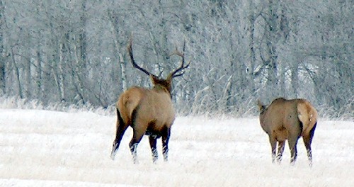 ELK 01.jpg (47141 bytes)