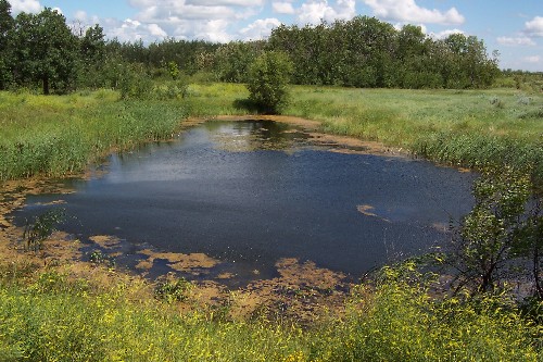 Eggret Pond.jpg (80076 bytes)