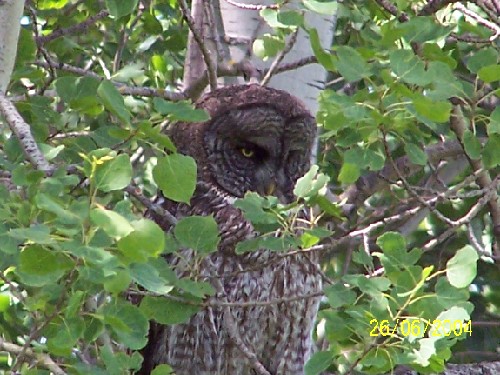 GREATGRAYOWL5.jpg (79692 bytes)