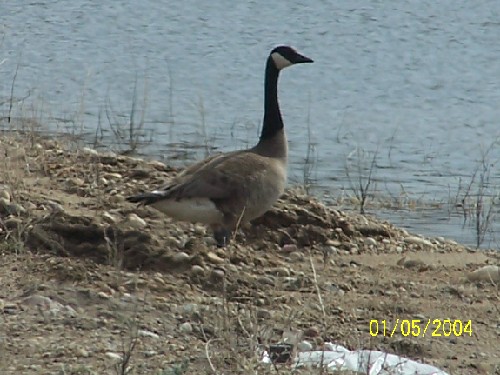 Goose-F.jpg (63521 bytes)