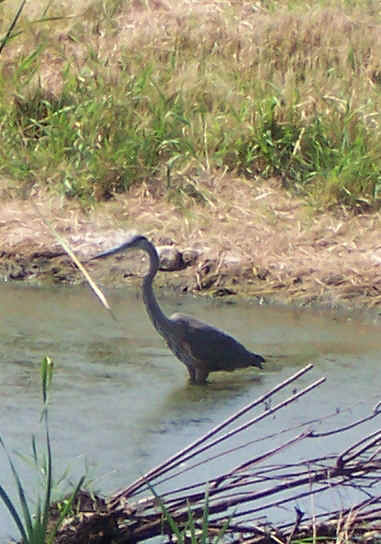 Great Blue Heron.jpg (222241 bytes)