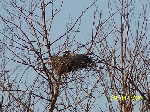 Great blue heron rookery1.jpg (95126 bytes)