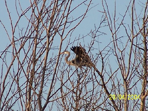 Great blue heron rookery2.jpg (98994 bytes)