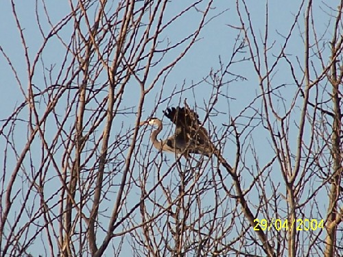 Great blue heron rookery2.jpg (98994 bytes)