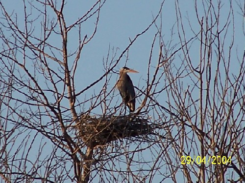 Great blue heron rookery3.jpg (92475 bytes)