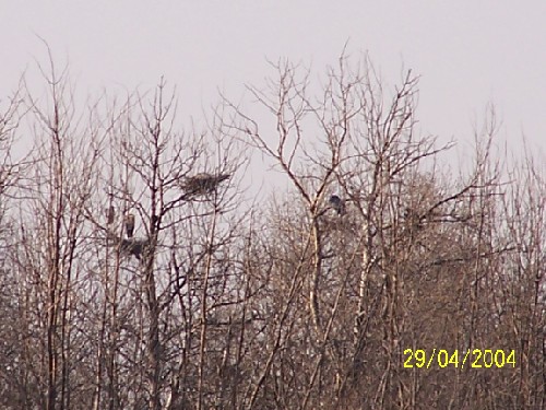 Great blue heron rookery4.jpg (75758 bytes)