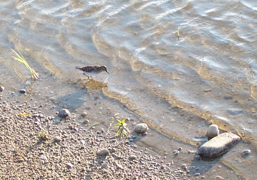 LEAST SANDPIPER.jpg (68858 bytes)