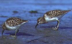 Least Sandpipers