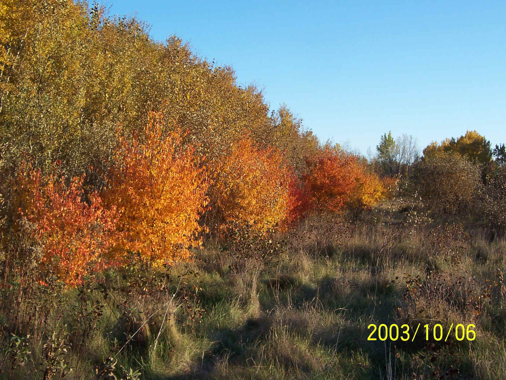 Maple Trees In The Fall.jpg (909081 bytes)