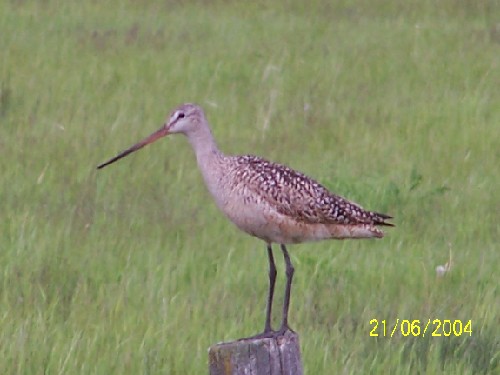 Marbled Godwit1.jpg (39161 bytes)