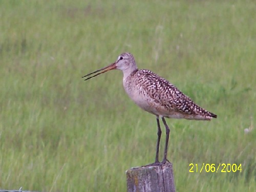 Marbled Godwit2.jpg (36789 bytes)