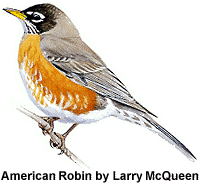 McQAmRobin.gif (9948 bytes)