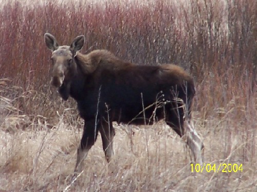 Moose1.jpg (62118 bytes)