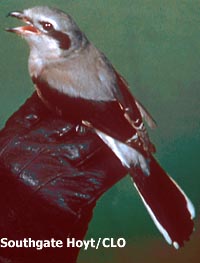 Northern Shrike photo (detail) by Southgate Hoyt slide# 489.1