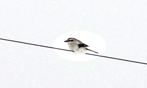 Northern Shrike.jpg (21199 bytes)