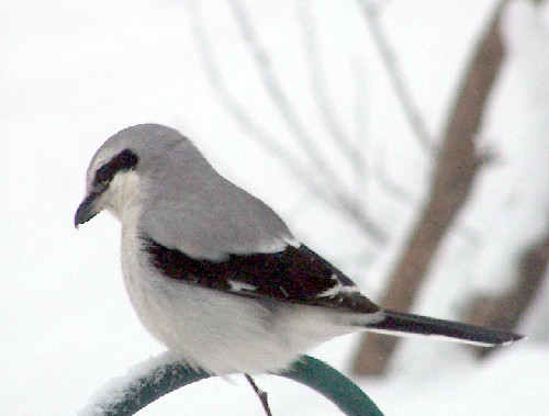 Northern Shrike 1.jpg (38659 bytes)