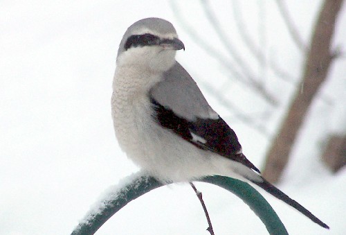 Northern Shrike 2.jpg (33720 bytes)